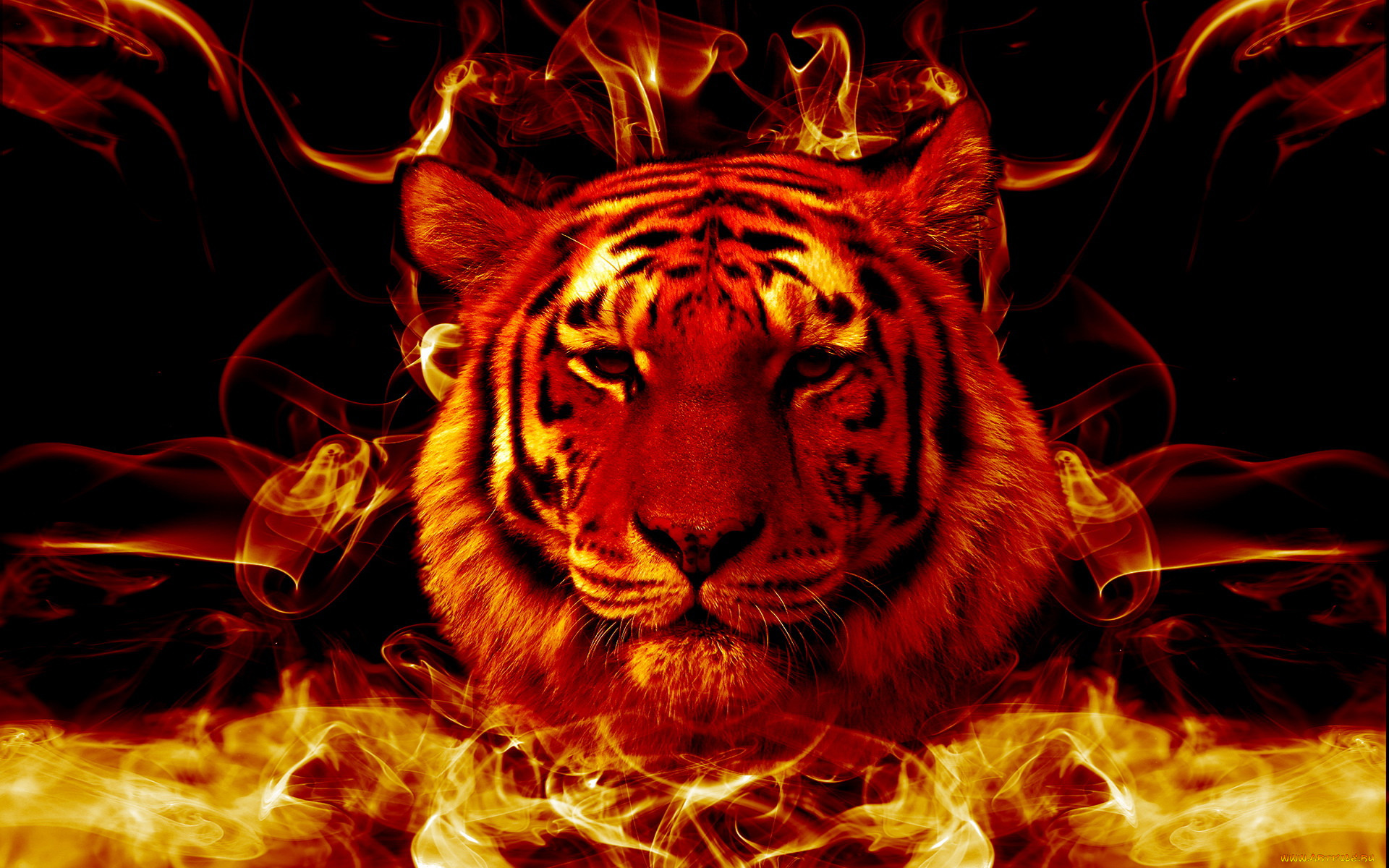3, , animals, 